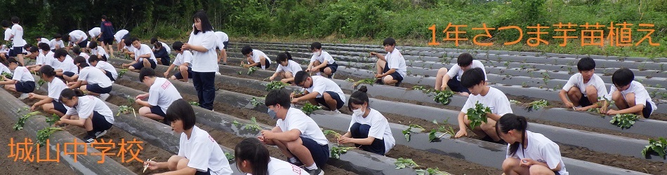 城山中学校(1年さつま芋苗植え)