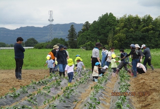 さつまいも苗植え