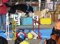 移動動物園の様子