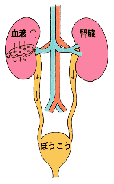 腎臓イラスト