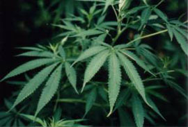 大麻
