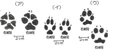 クイズ：キツネの足跡はどれ？