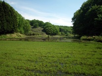 長岡湿地の谷戸