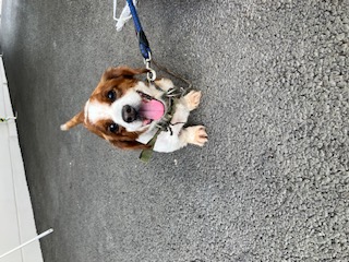 犬の写真