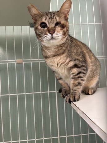 譲渡猫の写真