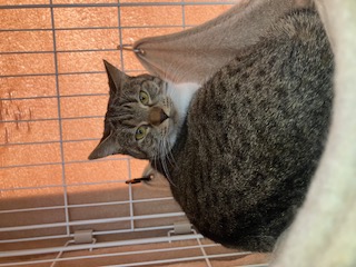 譲渡猫の写真