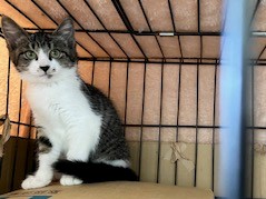 譲渡猫の写真