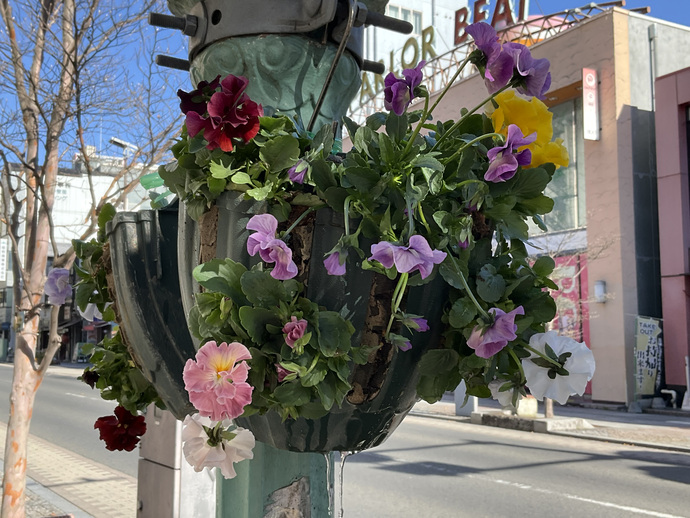 写真:街路灯に飾った花の寄せ植え
