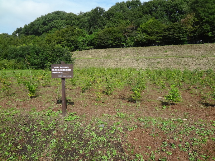 平成21年度植樹の様子