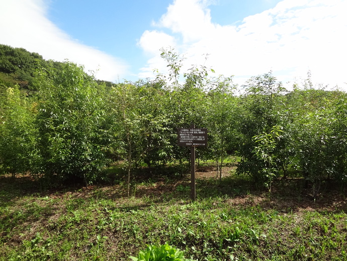 平成24年度植樹の様子