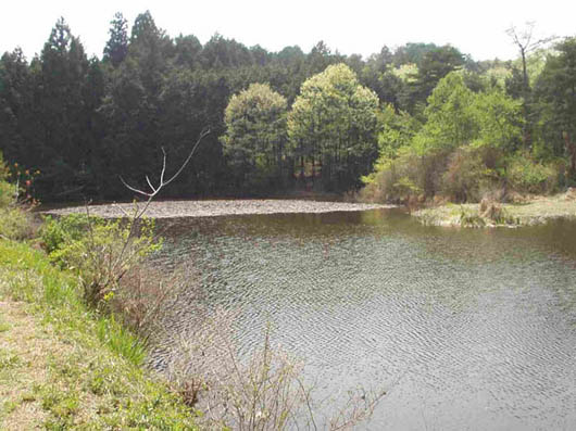 大沢入溜(上池)