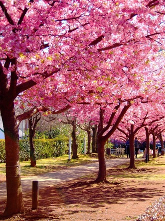 河津桜（2月下旬から3月下旬）