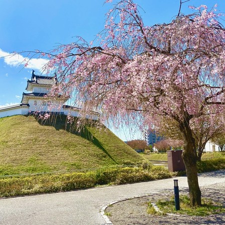 しだれ桜（3月下旬から4月上旬