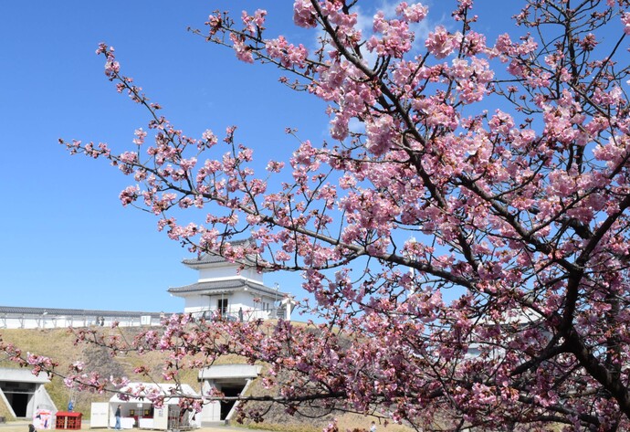 R5年度「宇都宮城桜まつり」の様子