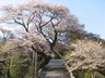 桜咲く慈光寺