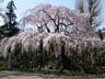 シダレ桜咲く祥雲寺