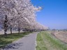 石井の桜づつみ