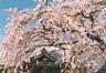 シダレ桜咲く廣琳寺