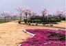 桜づつみと鬼怒グリーンパーク白沢