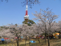 写真：八幡山公園のお花見