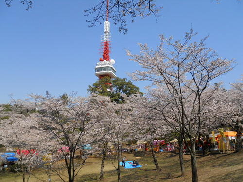 八幡山公園のお花見