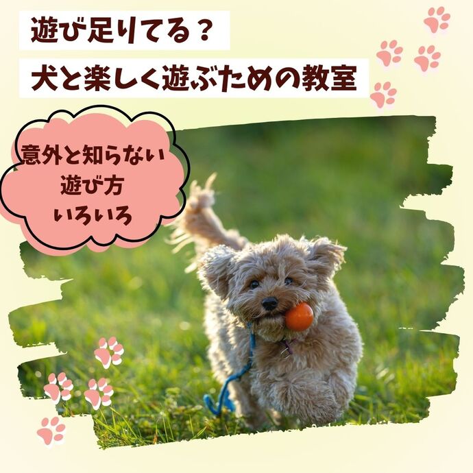 犬写真