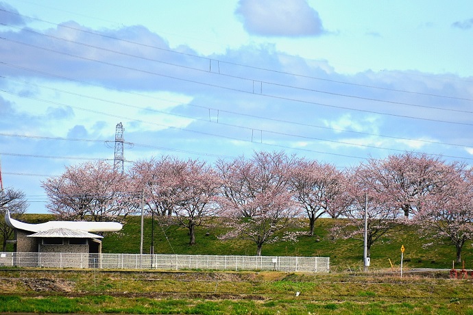 桜づつみ園トイレ