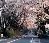 日光街道写真