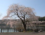 森林公園写真