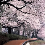 県総合運動公園写真