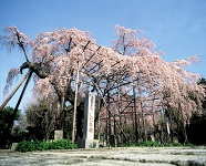 祥雲寺写真