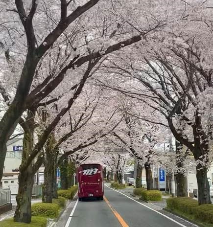 前回ツアーの様子（日光街道の桜並木）