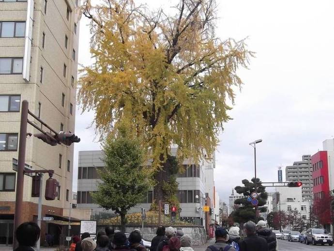 景観賞　大イチョウ（中央1丁目）