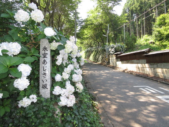 氷室あじさい坂（氷室町1649番地）