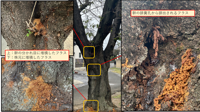 被害木の状況