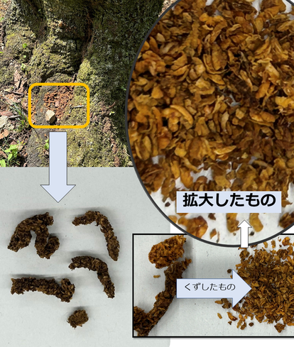 フラス