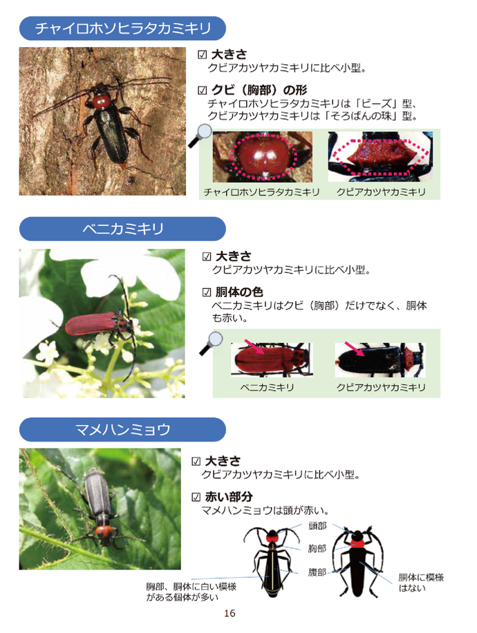 間違いやすい昆虫