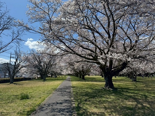 前回ツアーの様子(第3号緑地の桜)