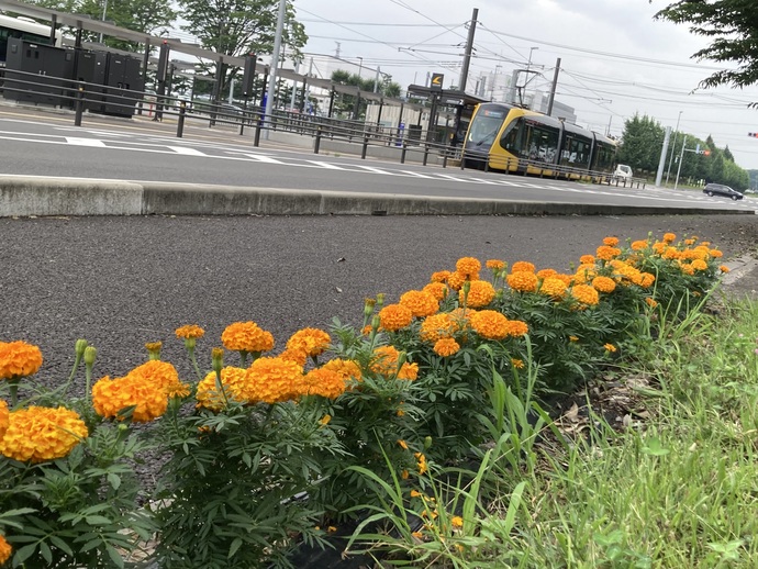 花によるライトライン沿線の彩り