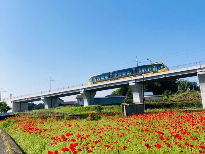 花によるライトライン沿線の彩り