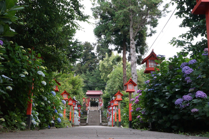 平出雷電神社（あじさい）