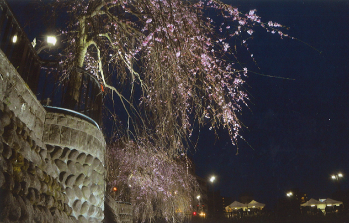 田川の玉石と桜