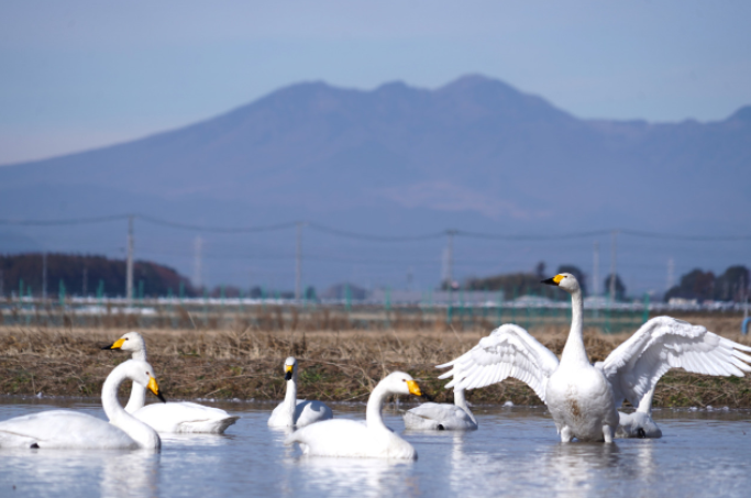 下ケ橋の白鳥飛来地の写真