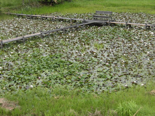 猿沢の池（今里町894番地2）