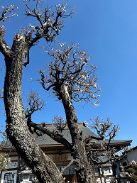 同慶寺の白梅の写真