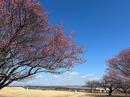 飛山城跡の紅梅の写真