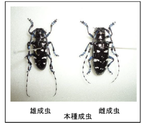 ツヤハダゴマダラカミキリ