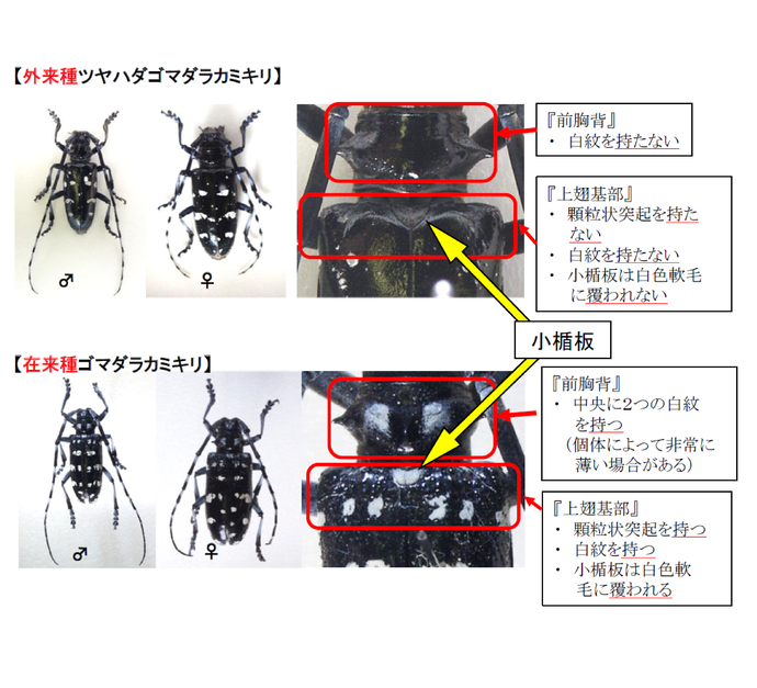 ツヤハダゴマダラカミキリの見分け方