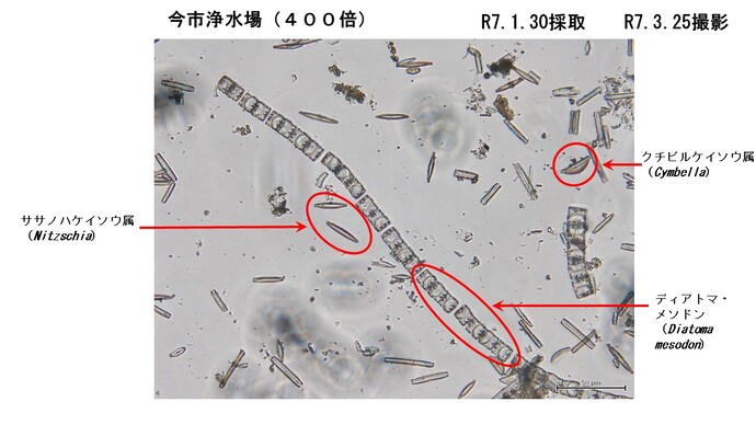今市浄水場ろ過池で採取した微生物1
