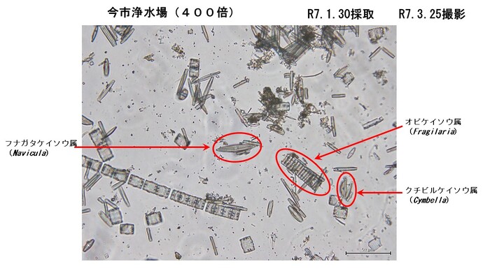 今市浄水場ろ過池で採取した微生物2